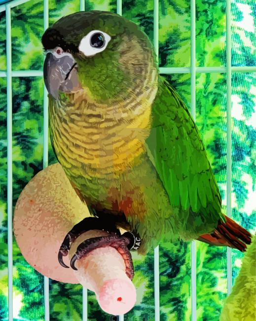 Green Cheeked Bird Diamond Paintings