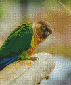 Green Cheeked Parakeet Diamond Painting