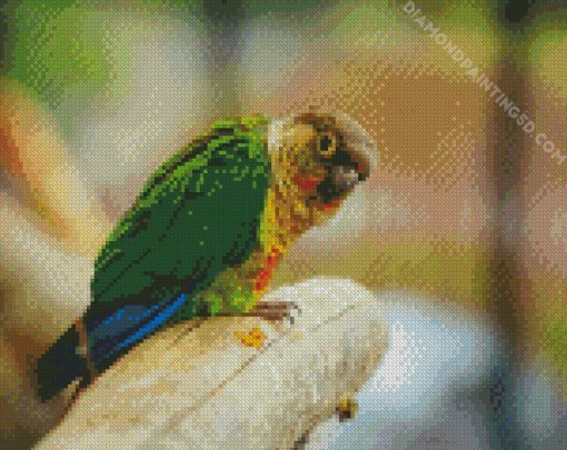 Green Cheeked Parakeet Diamond Painting