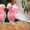 Grey And Pink Cackatoo Birds Diamond Paintings