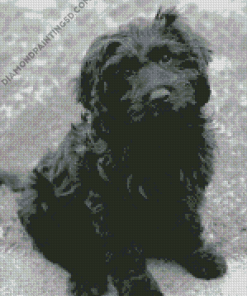 Cute Black Cavoodle Diamond Paintings