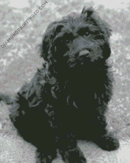 Cute Black Cavoodle Diamond Paintings