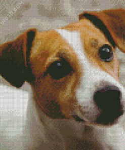 Cute Jack Russel Terrier Diamond Paintings