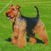 Dog Welsh Terrier Diamond Paintings