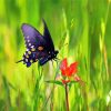 Indian Paintbrush And Butterfly Diamond Paintings