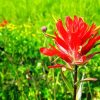 Indian Paintbrush Flower Diamond Paintings