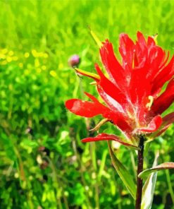 Indian Paintbrush Flower Diamond Paintings