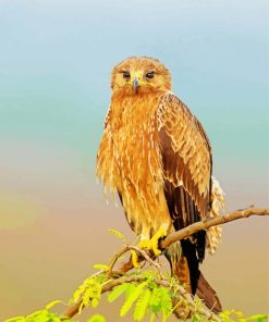 Indian Spotted Eagle On Stick Diamond Paintings