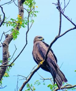 Indian Spotted Eagle On Tree Diamond Paintings