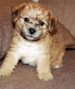 Lakeland Terrier Puppy Diamond Paintings