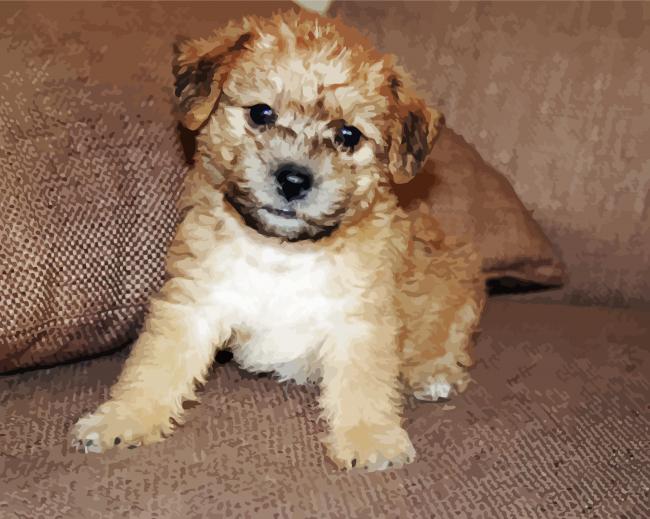 Lakeland Terrier Puppy Diamond Paintings