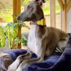 Lurcher Dog On Sofa diamond painting