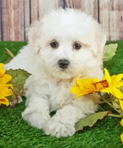 Maltipom And Sunflowers diamond painting