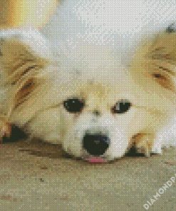 Maltipom Dog diamond painting