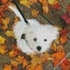 Maltipom Puppy diamond painting