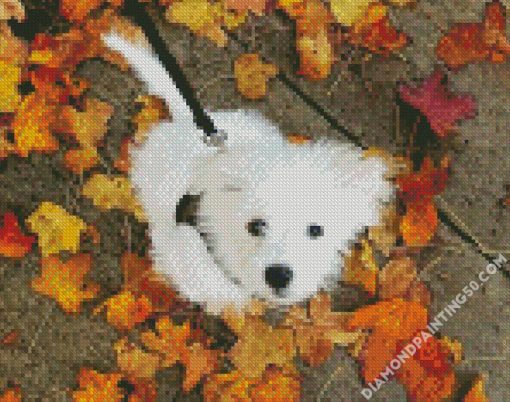 Maltipom Puppy diamond painting