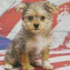 Maltipom Puppy Dog diamond painting