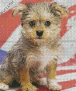 Maltipom Puppy Dog diamond painting