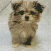 Maltipom Puppy Pet diamond painting