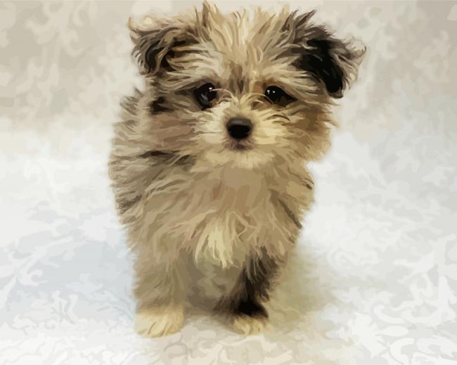 Maltipom Puppy Pet diamond painting