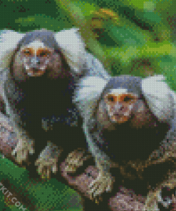 Marmosets Animals Diamond Paintings