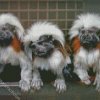 Marmosets Apes Diamond Paintings