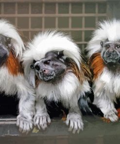 Marmosets Apes Diamond Paintings