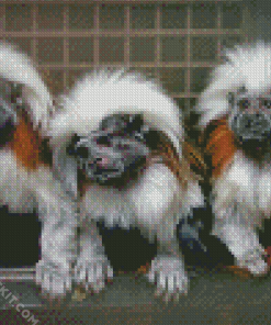 Marmosets Apes Diamond Paintings