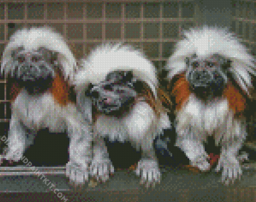 Marmosets Apes Diamond Paintings