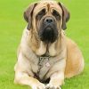 Mastiff Puppy Diamond Paintings