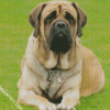 Mastiff Puppy Diamond Paintings