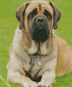 Mastiff Puppy Diamond Paintings