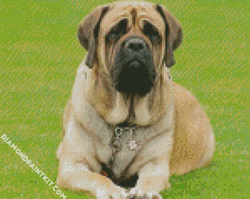 Mastiff Puppy Diamond Paintings