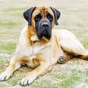 Mastiff Dog Diamond Paintings