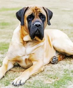 Mastiff Dog Diamond Paintings