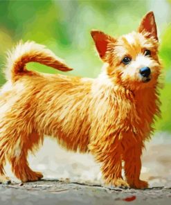 Norwich Terrier Diamond Paintings