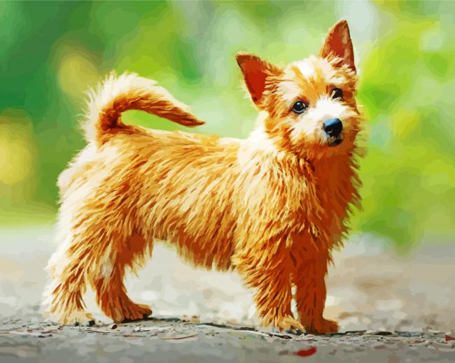 Norwich Terrier Diamond Paintings