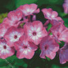 Phlox Blossoms Diamond Paintings