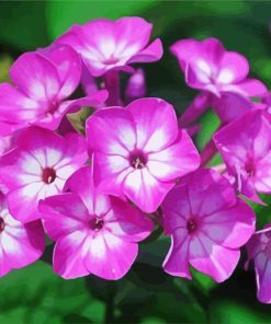 Phlox Blossoms Diamond Paintings