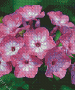 Phlox Blossoms Diamond Paintings