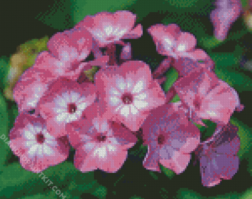 Phlox Blossoms Diamond Paintings