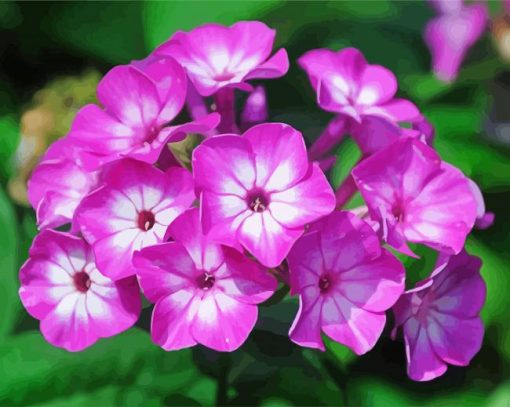 Phlox Blossoms Diamond Paintings