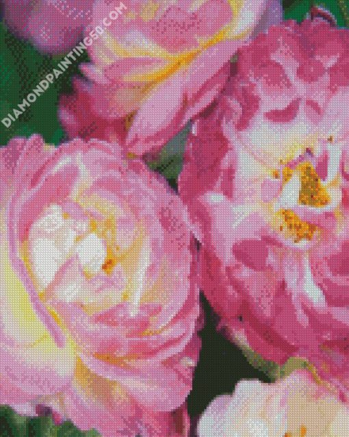 Pink And Fuchsia Floribundas diamond painting