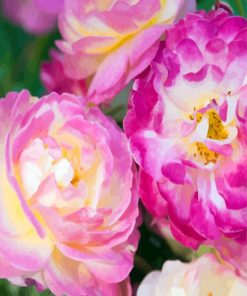 Pink And Fuchsia Floribundas diamond painting