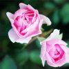 Pink Floribundas diamond painting