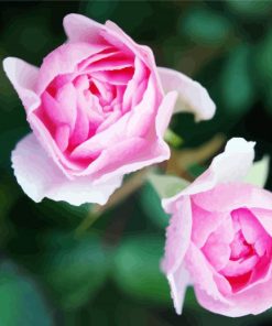 Pink Floribundas diamond painting