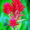 Pink Indian Paintbrush Diamond Paintings