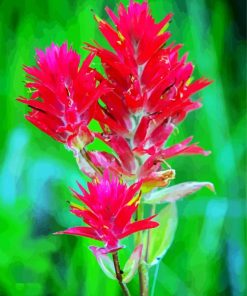 Pink Indian Paintbrush Diamond Paintings