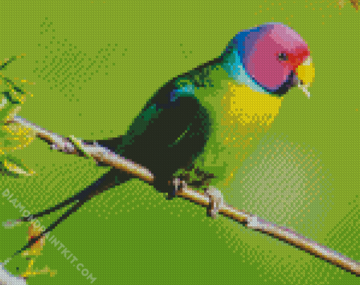 Plum Headed Parekeet Diamond Paintings