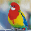 Rainbow Parekeet Diamond Paintings